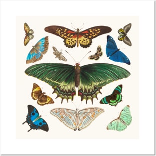 Exotic butterflies Posters and Art